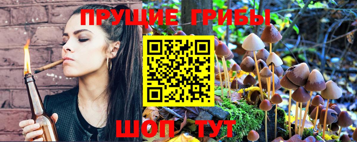 Малгобек  Галлюциногенные грибы Psilocybine cubensis  Вход с VPN 