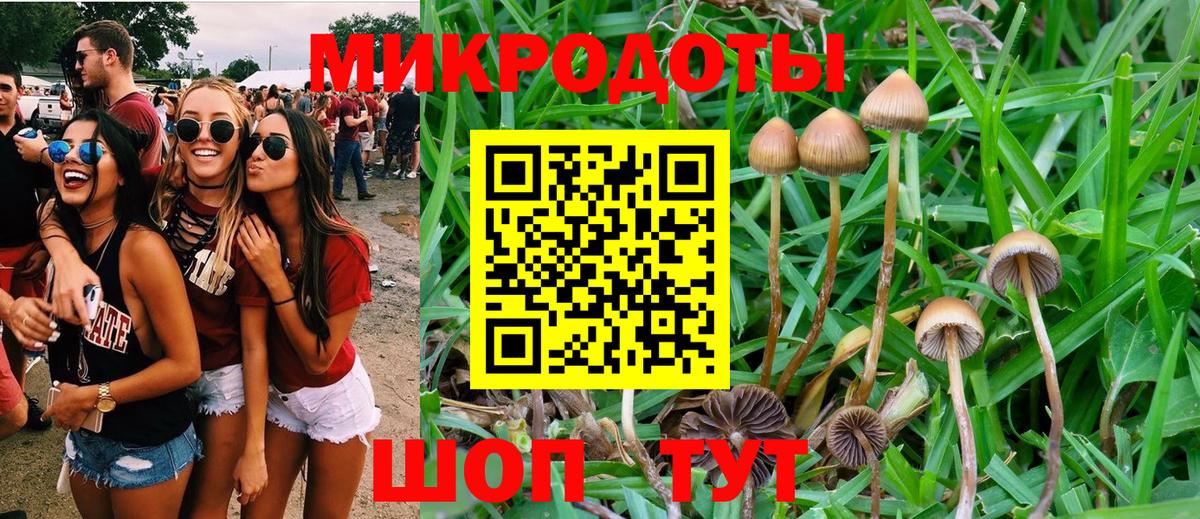Галлюциногенные грибы Psilocybine cubensis Малгобек